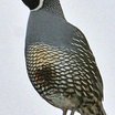 California Quail